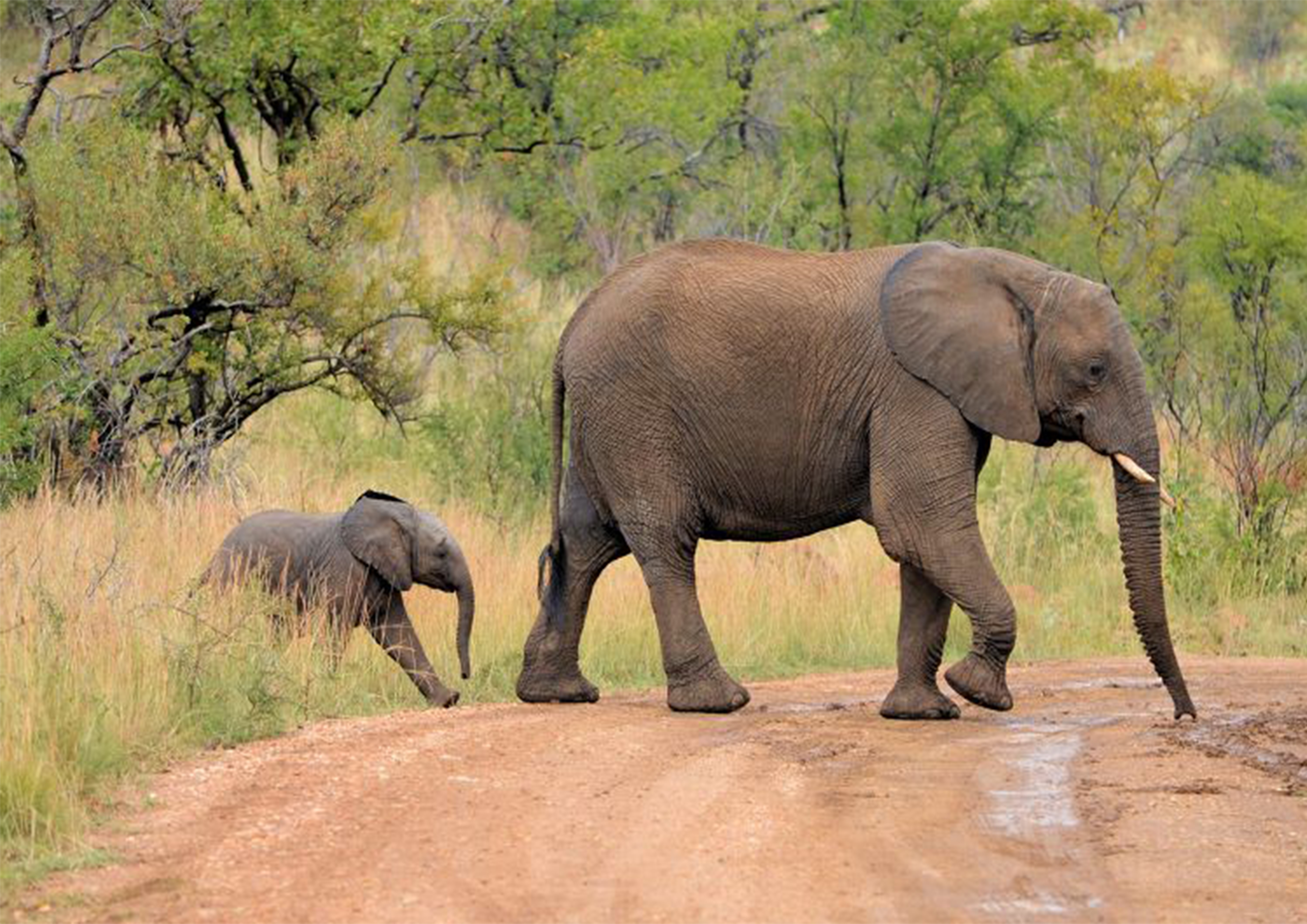 Известно что индийский слон крупное наземное. Хоботные индийский слон. Азиатский индийский слон. Азиатский слон хоботные. Карликовый слон.